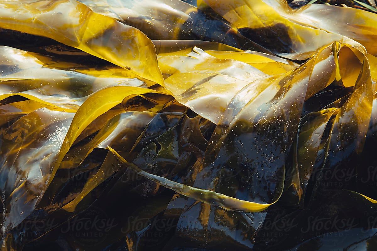 Bull kelp seaweed at low tide, close up