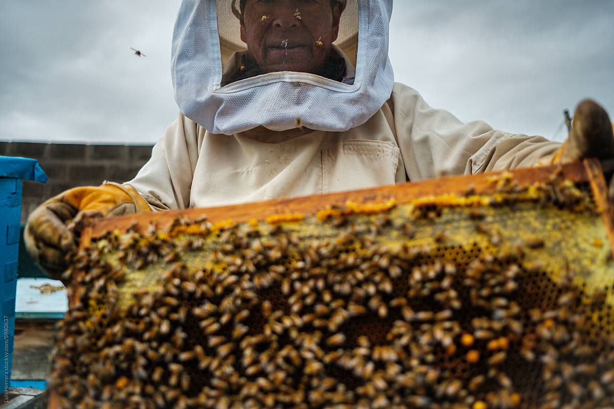Beekeeper Checking Honeycombs