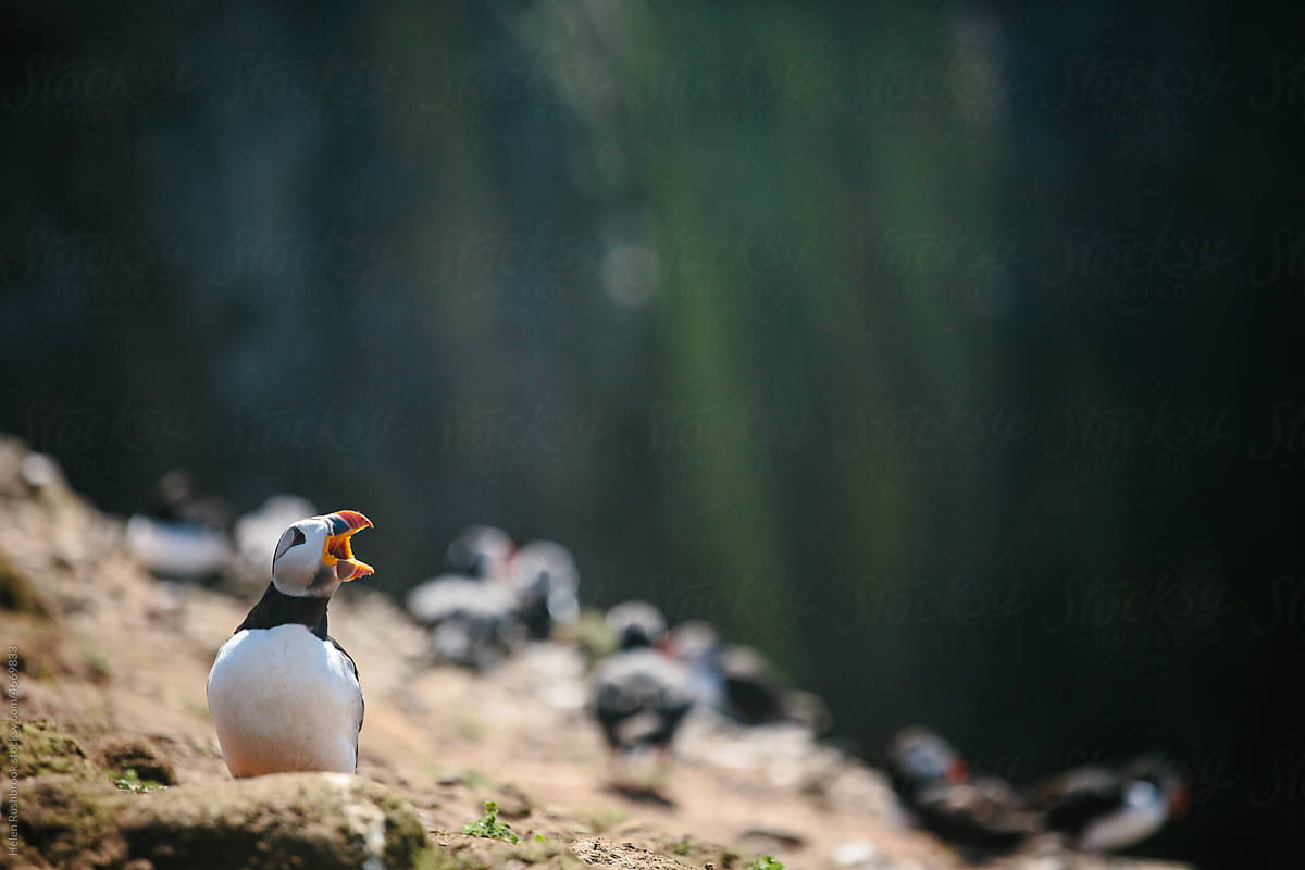 Arctic Puffin shouting