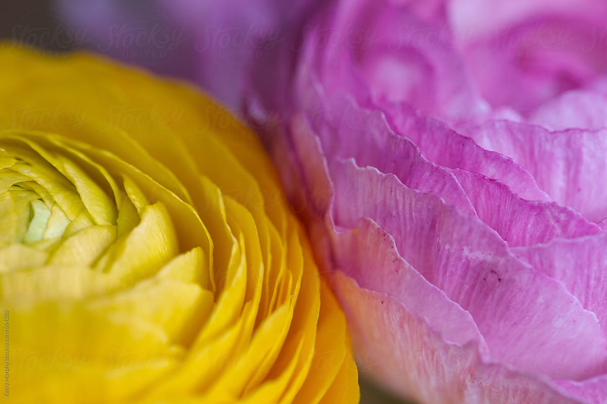 Macro of two pink and yellow ranunculus flowers