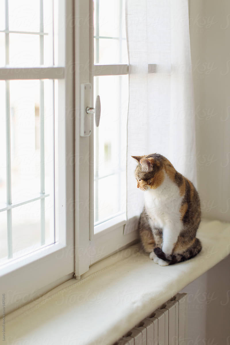 Calico cat sits comfy on windowsill and looks at the outside