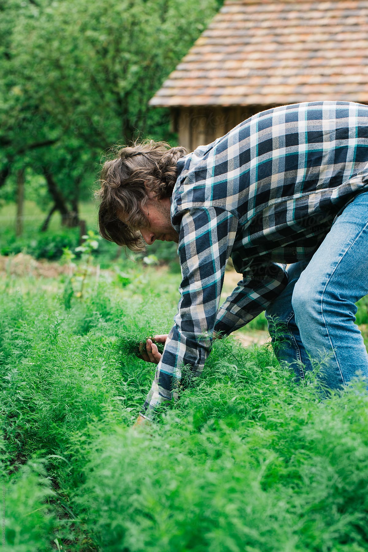 Farm to Table - Profile of Young Male Chef Picking Fresh Dill in Garden