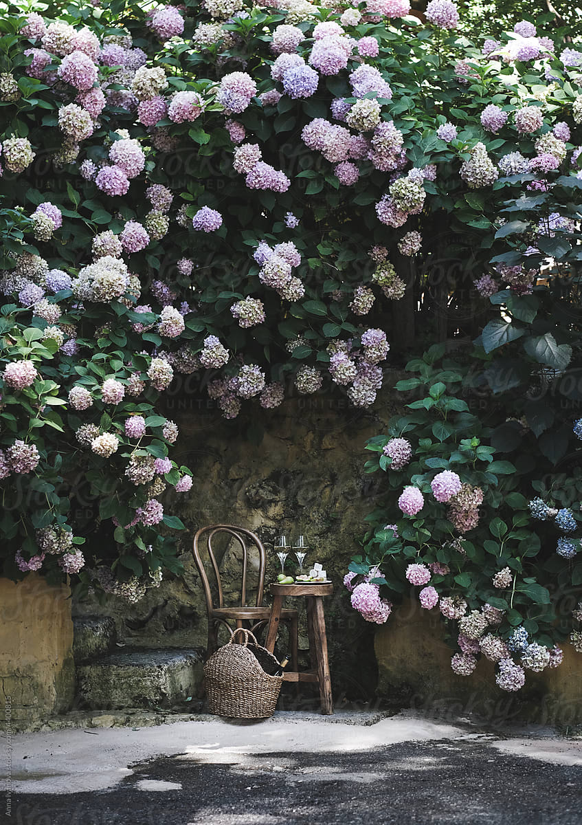Table with wine and chair under blooming hydrangeas
