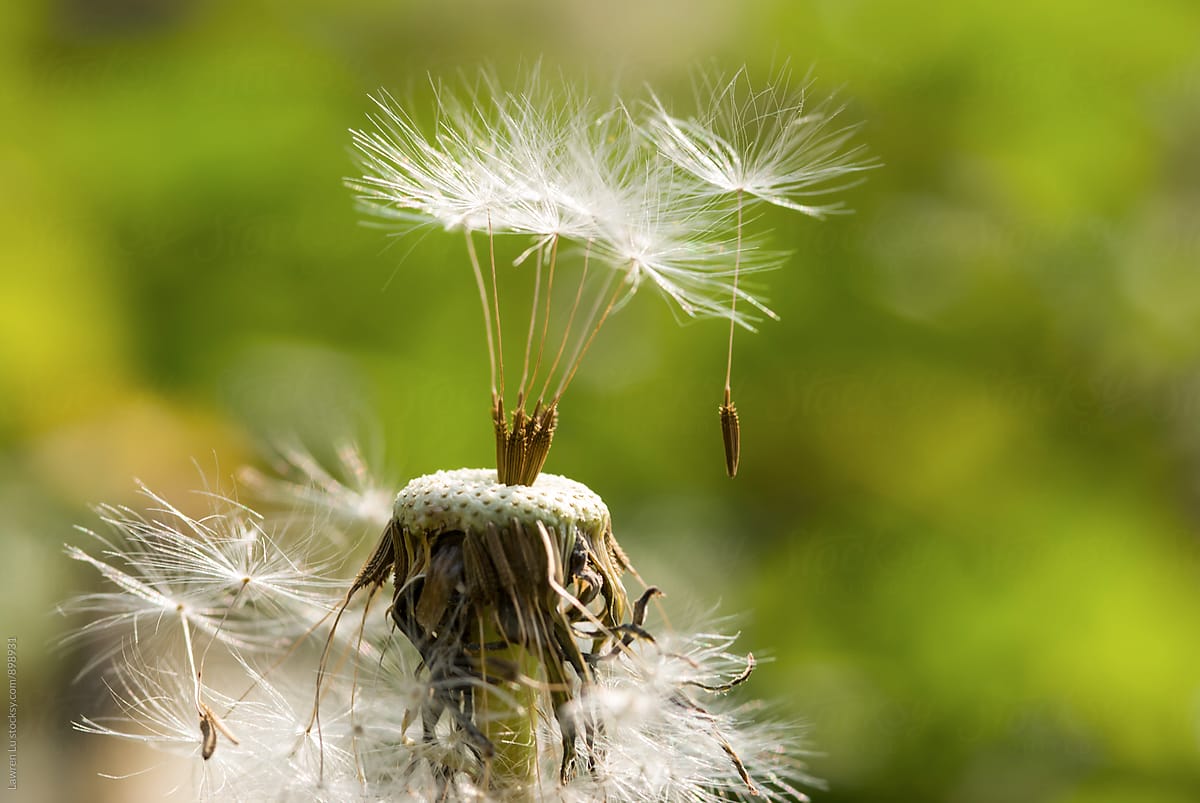 White seed of dandelion flying with wind