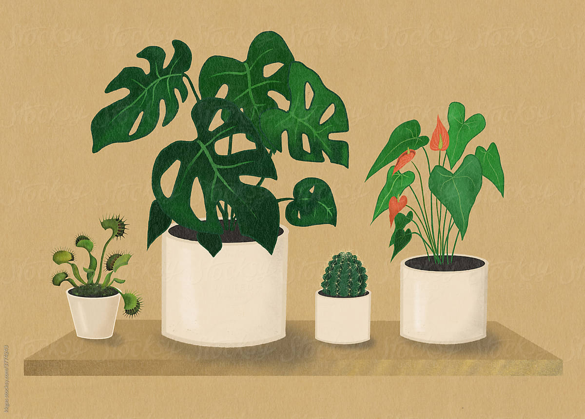 Monstera and other houseplants
