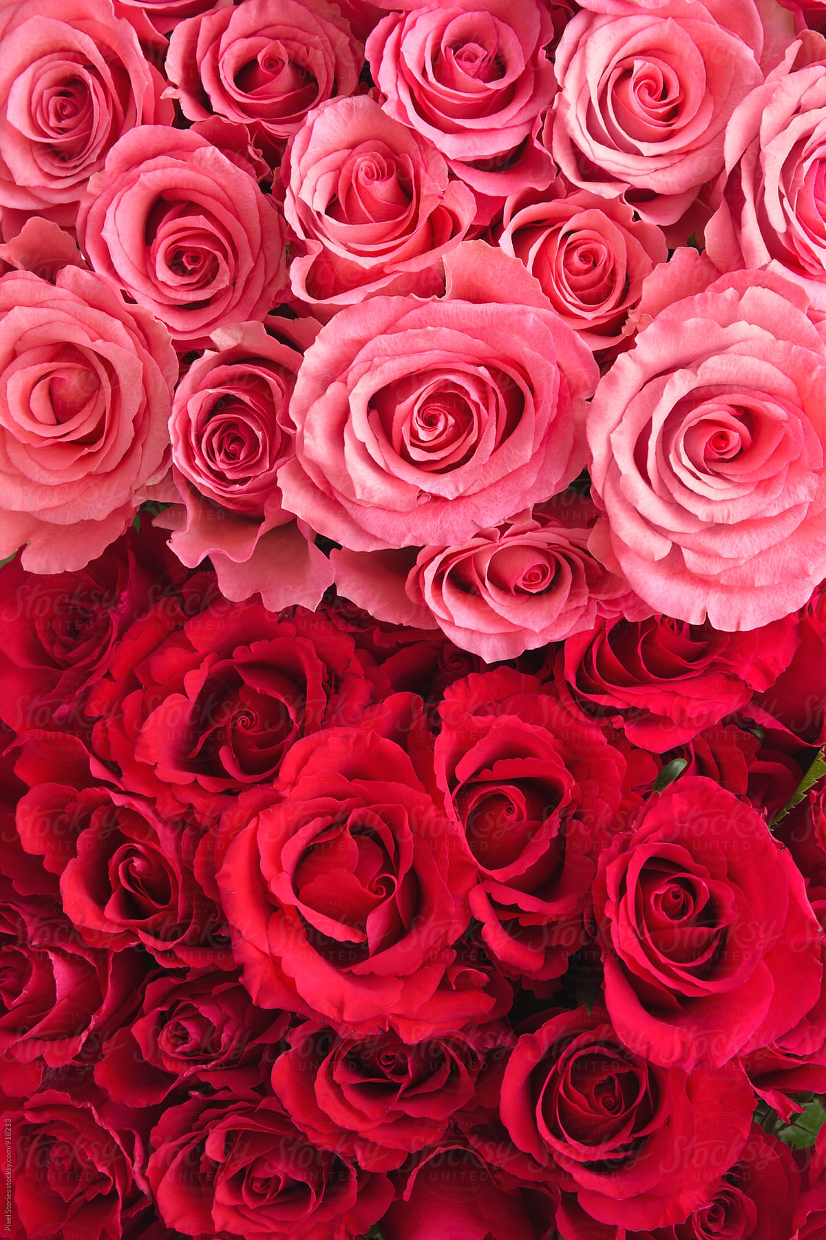 Pink And Red Roses Bouquet Background\