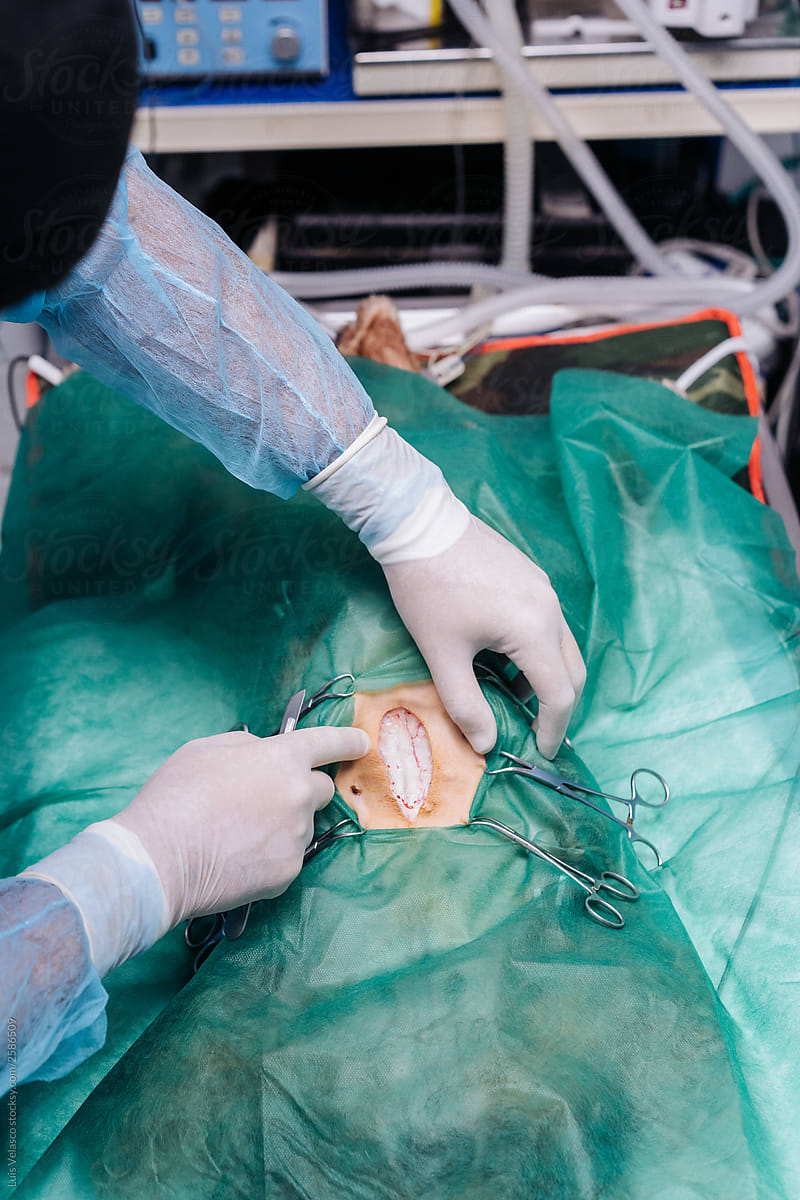 Detail Of Hands Of A Surgery Of A Dog In A Veterinary.