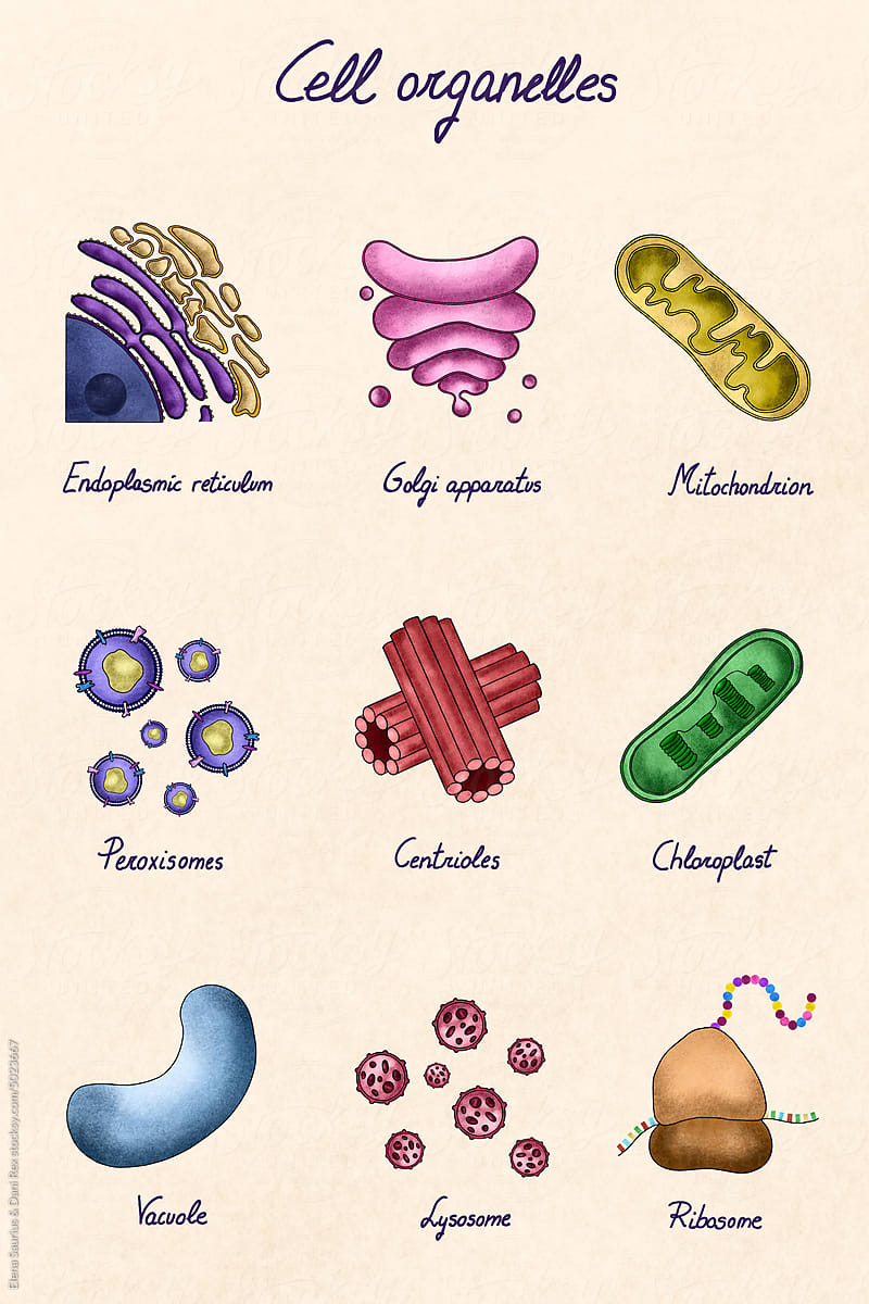 Collection of cell organelles illustration
