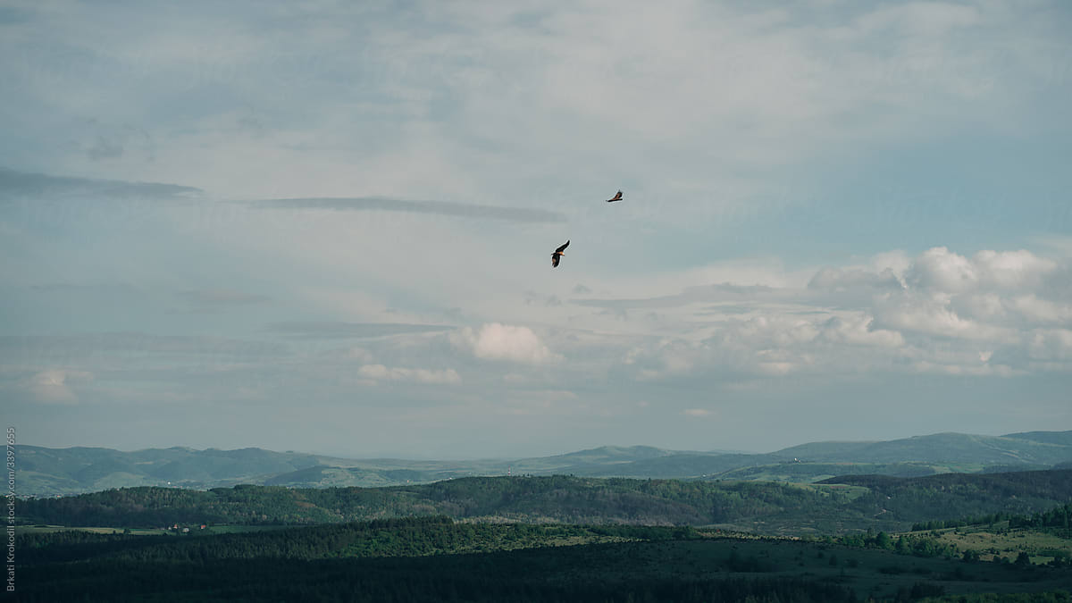 Two Birds Flying Over The Mountain Landscape