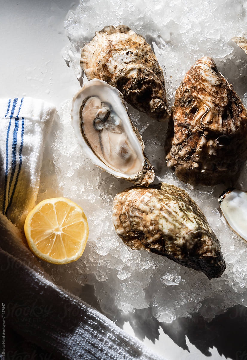 Oysters in Direct light