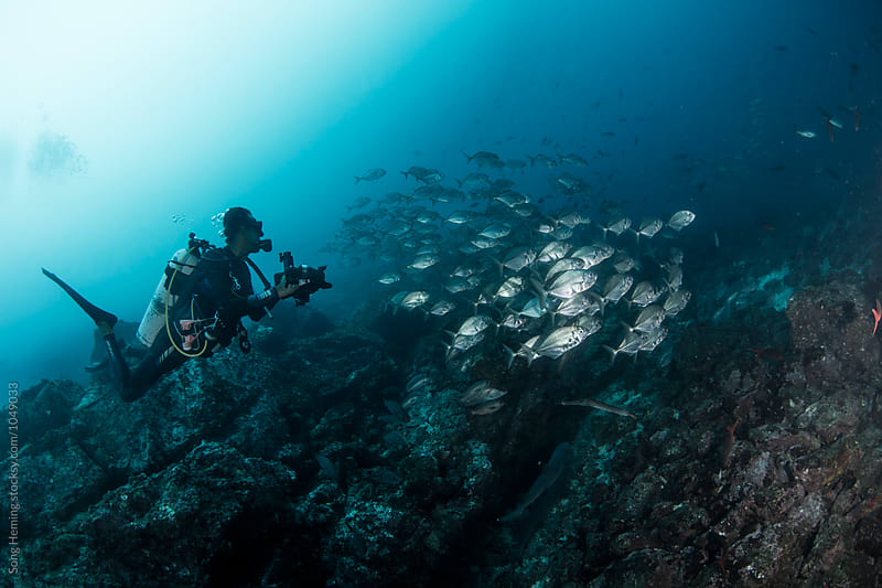 A underwater photographer shooting  a school of Jack fishes in the blue water of the ocean
