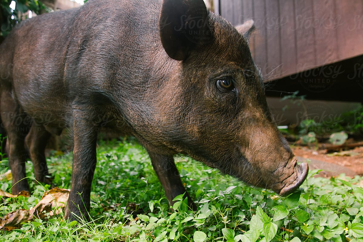 Wild boar or feral pig in urban area