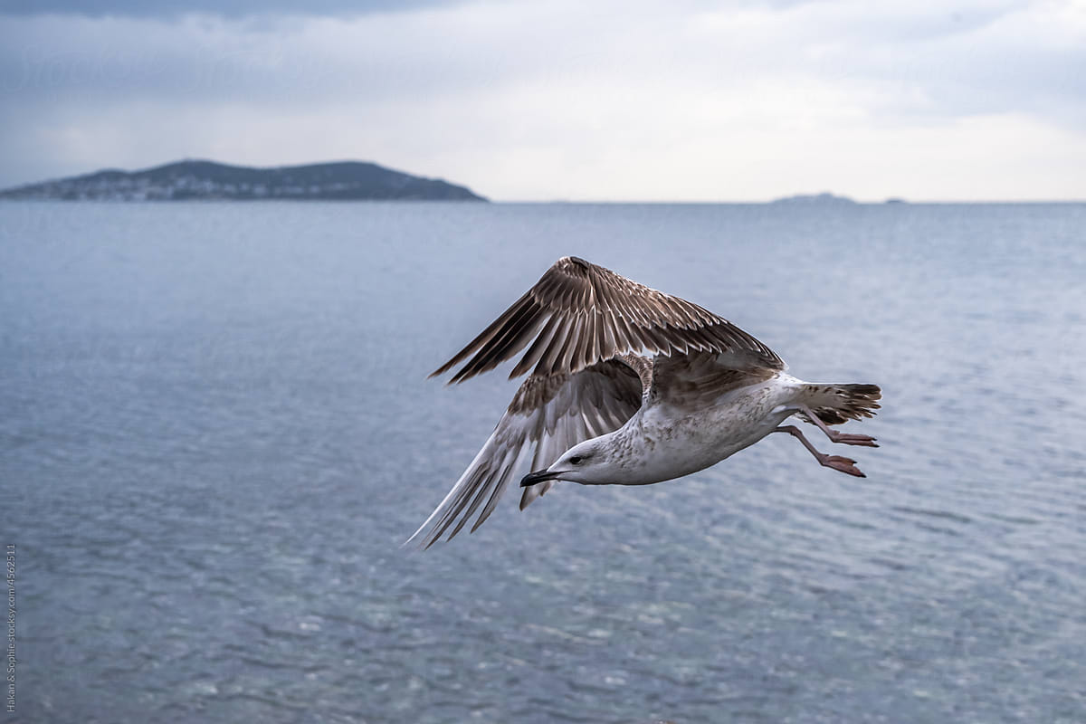 juvenile seagull flying