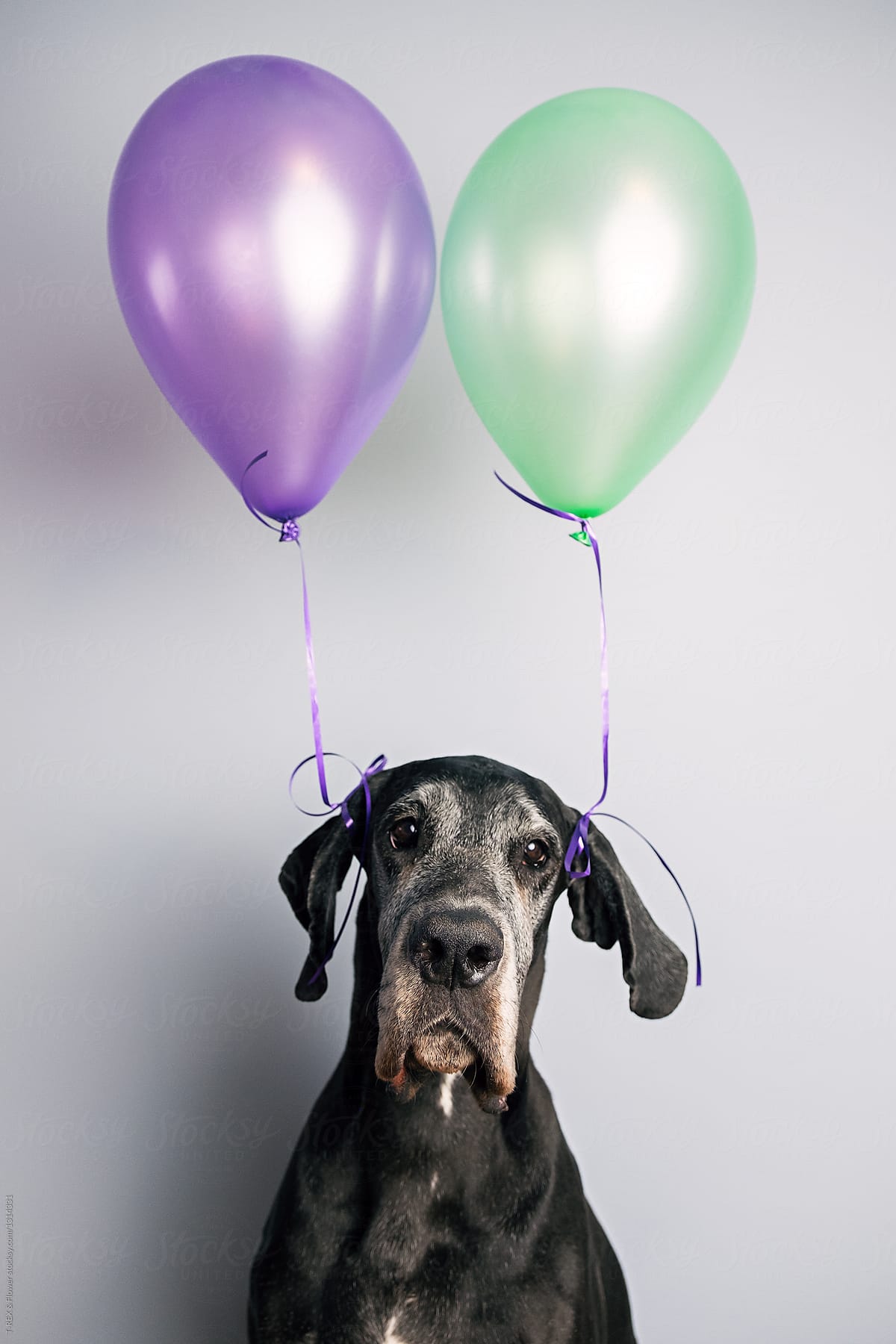 A dog with tied balloons