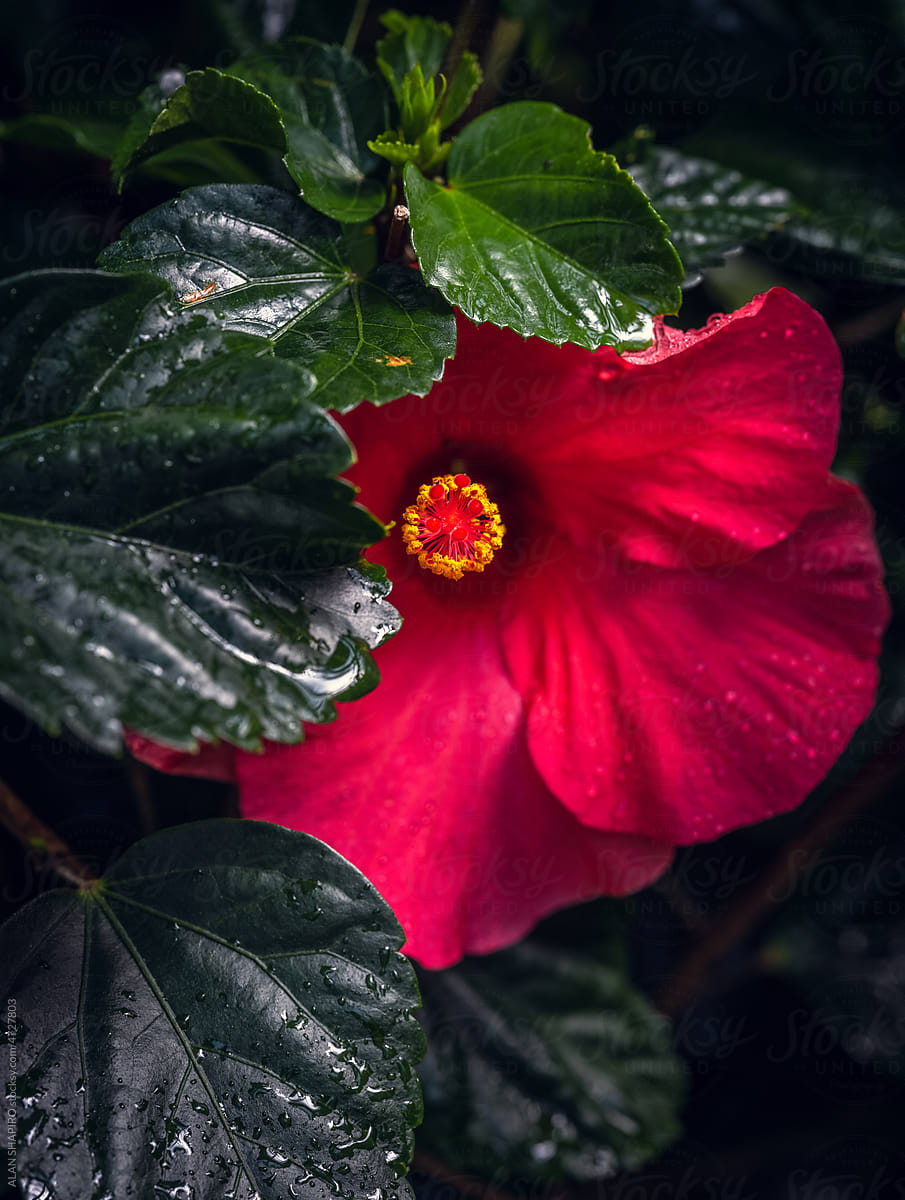 dark red hibiscus macro