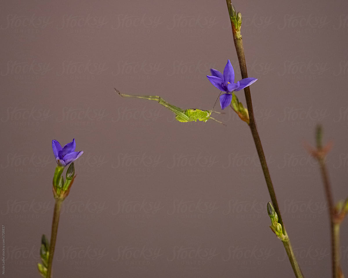 Grasshopper leaping across to blue flower