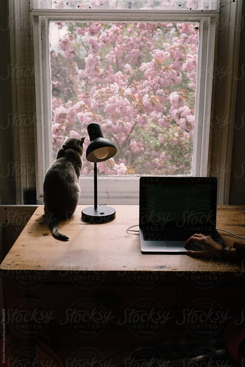 Young person writing their dissertation with view of cherry blossom and cat