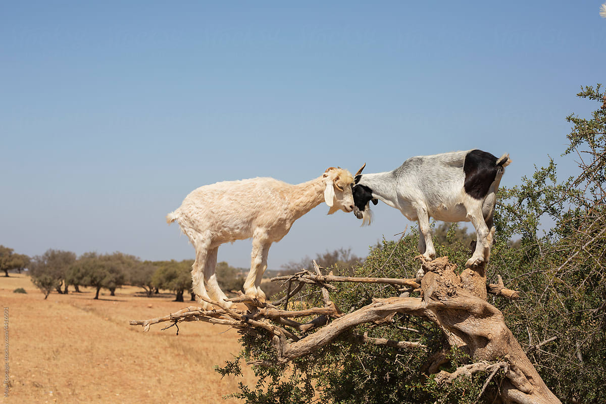 Goats standing in trees