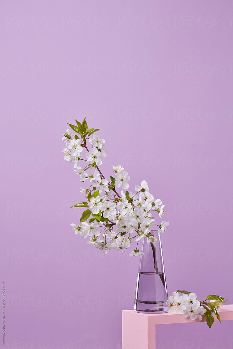 Blooming cherry branch in a glass vase on pink