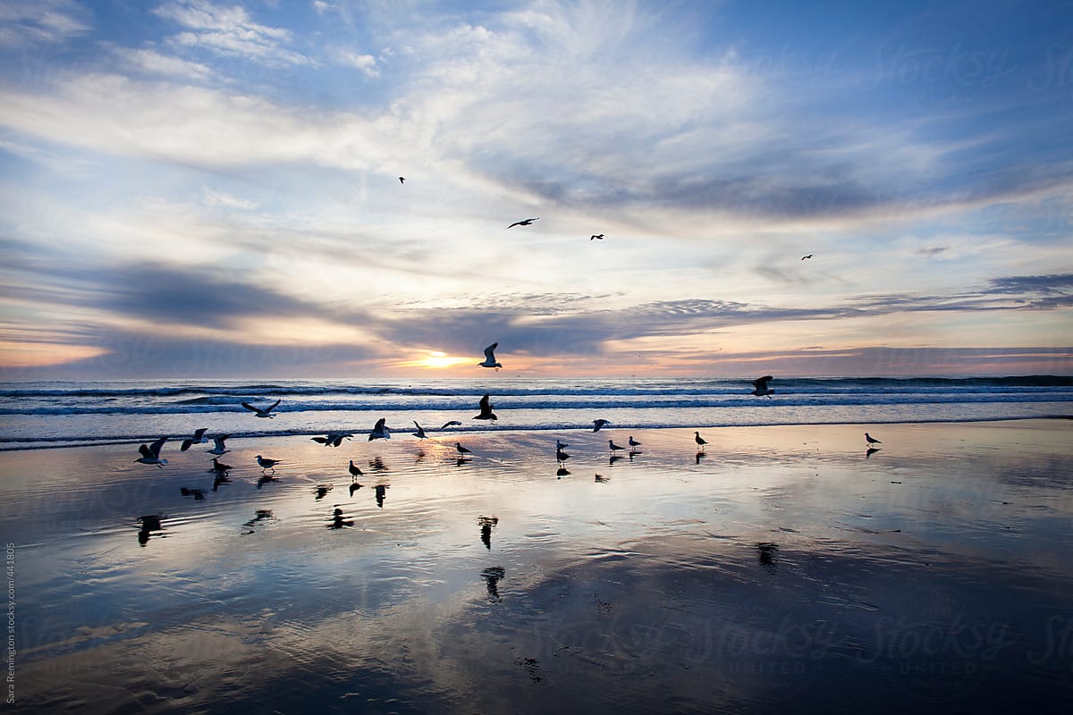Blue Sky With Birds on Beach in California