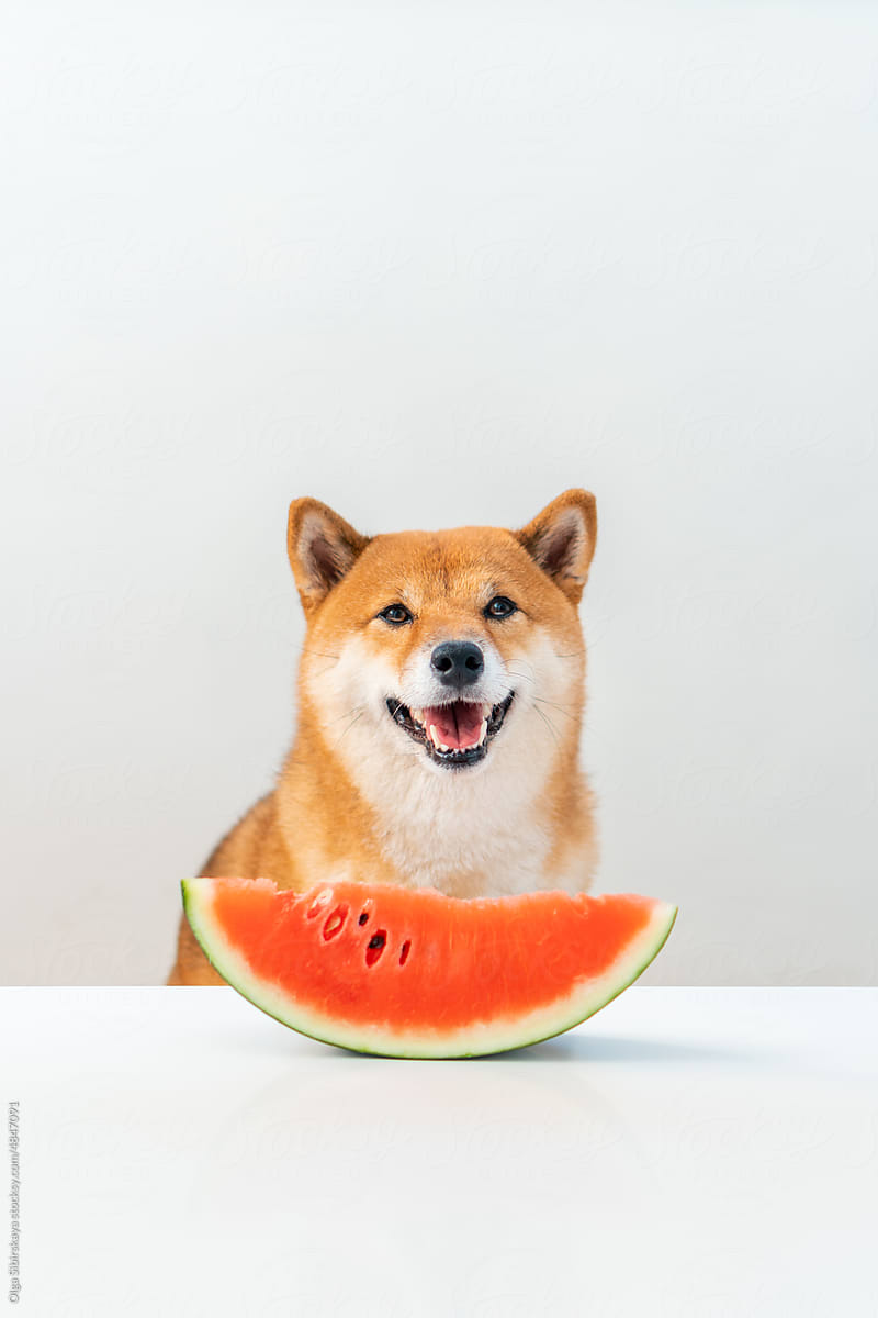 Dog smile with watermelon