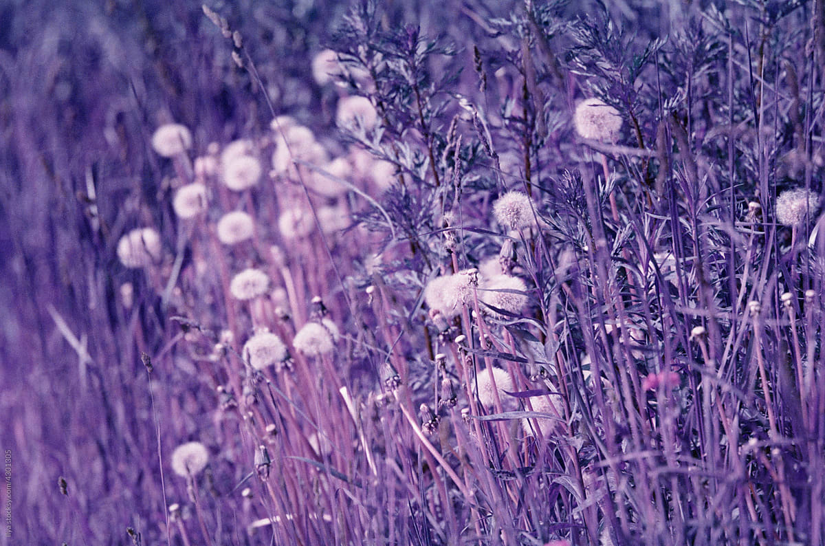 Infrared nature: violet unreal summer dandelion meadow