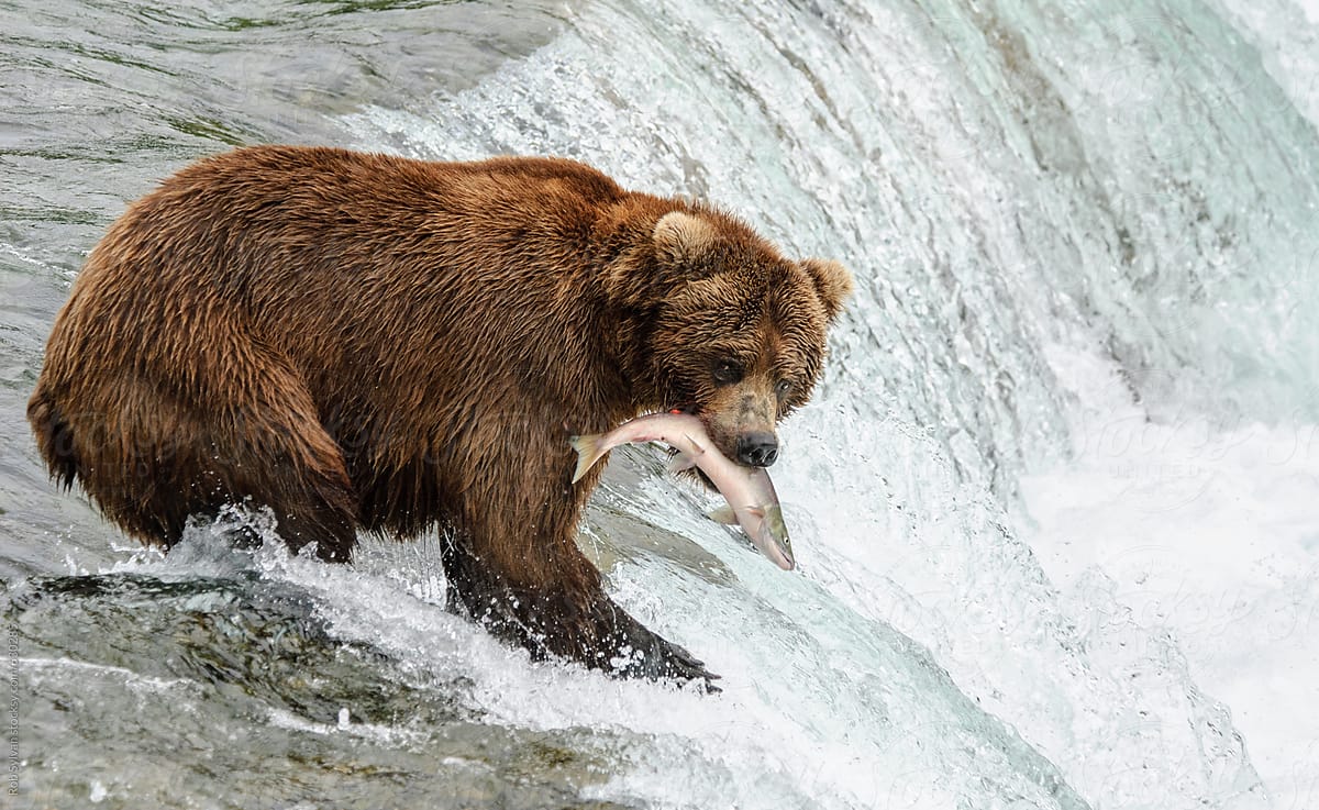 Brown Bear By Stocksy Contributor Rob Sylvan Stocksy