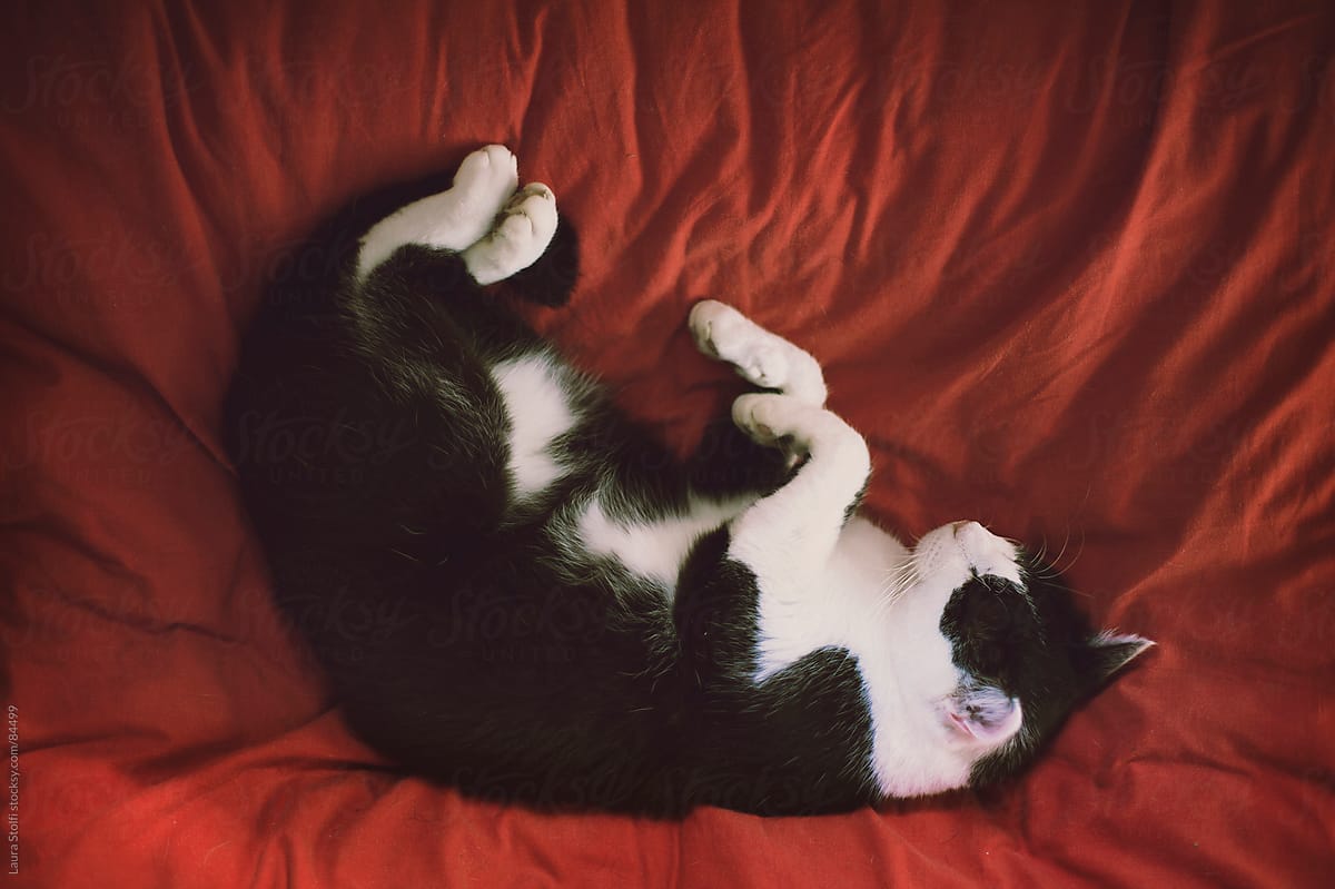 Cat snugly sleeping on red sheet