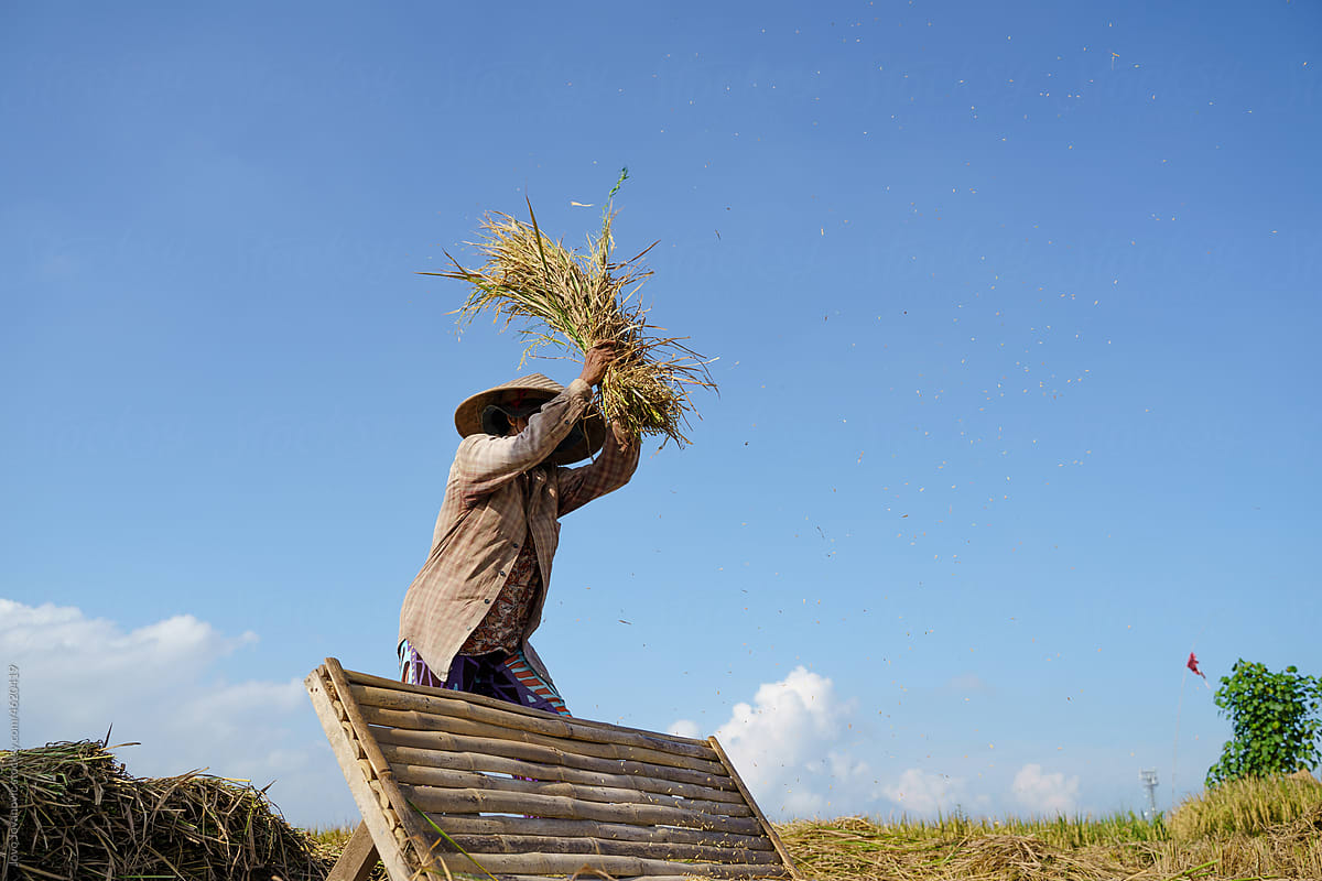 worker in rice field is hitting pile of rice plants