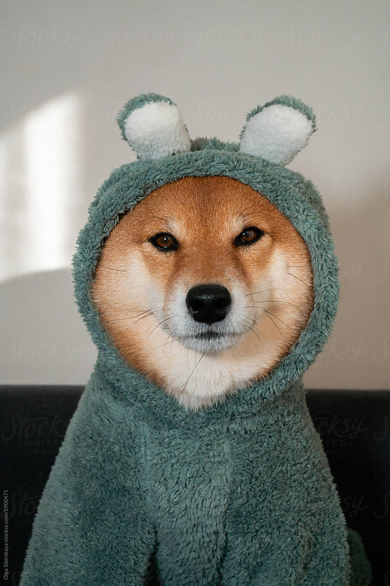 Dog in costume portrait