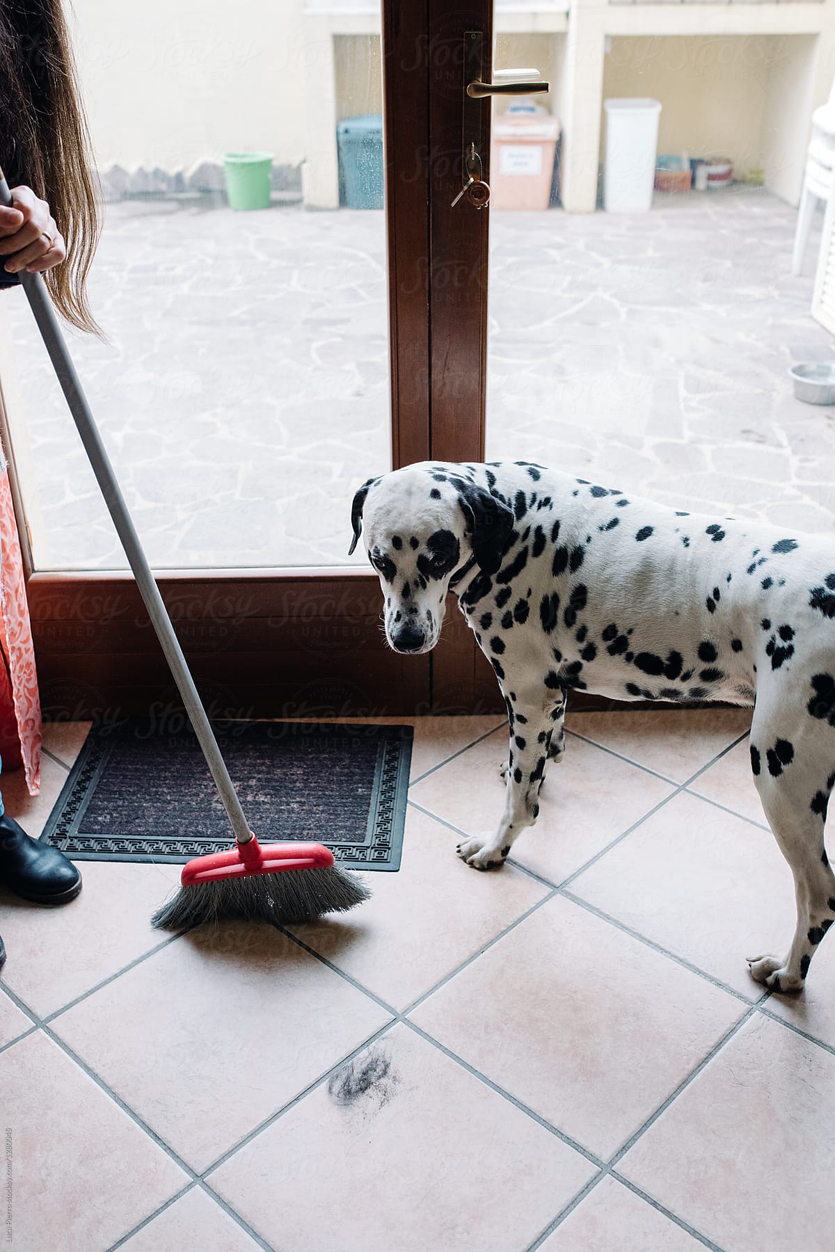 Dalmatina dog looking at his owner while she use the broom to clean the fur