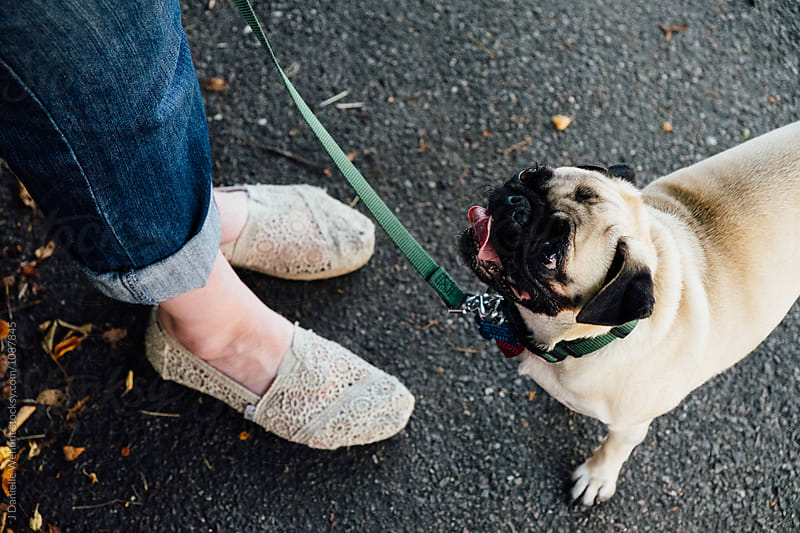 A cute pug puppy out on a walk with its owner