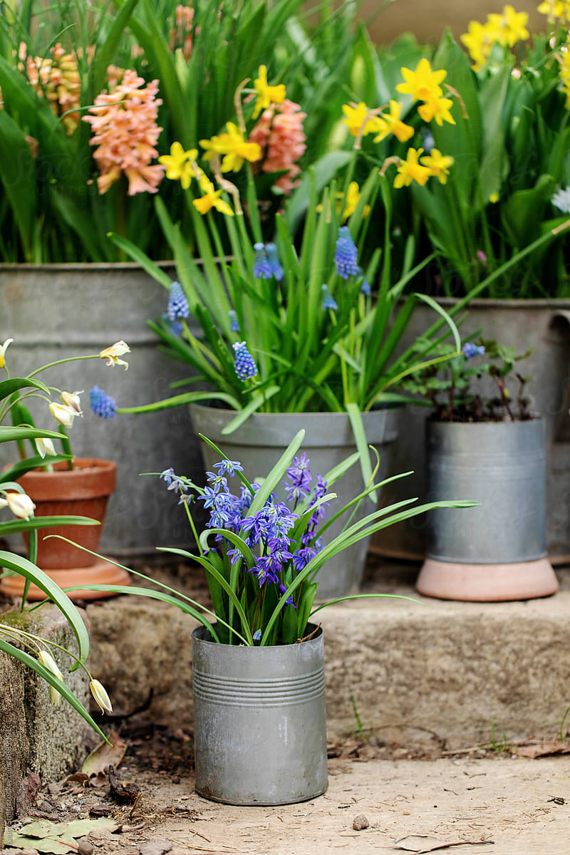 Bulbous flowers in pots in spring garden