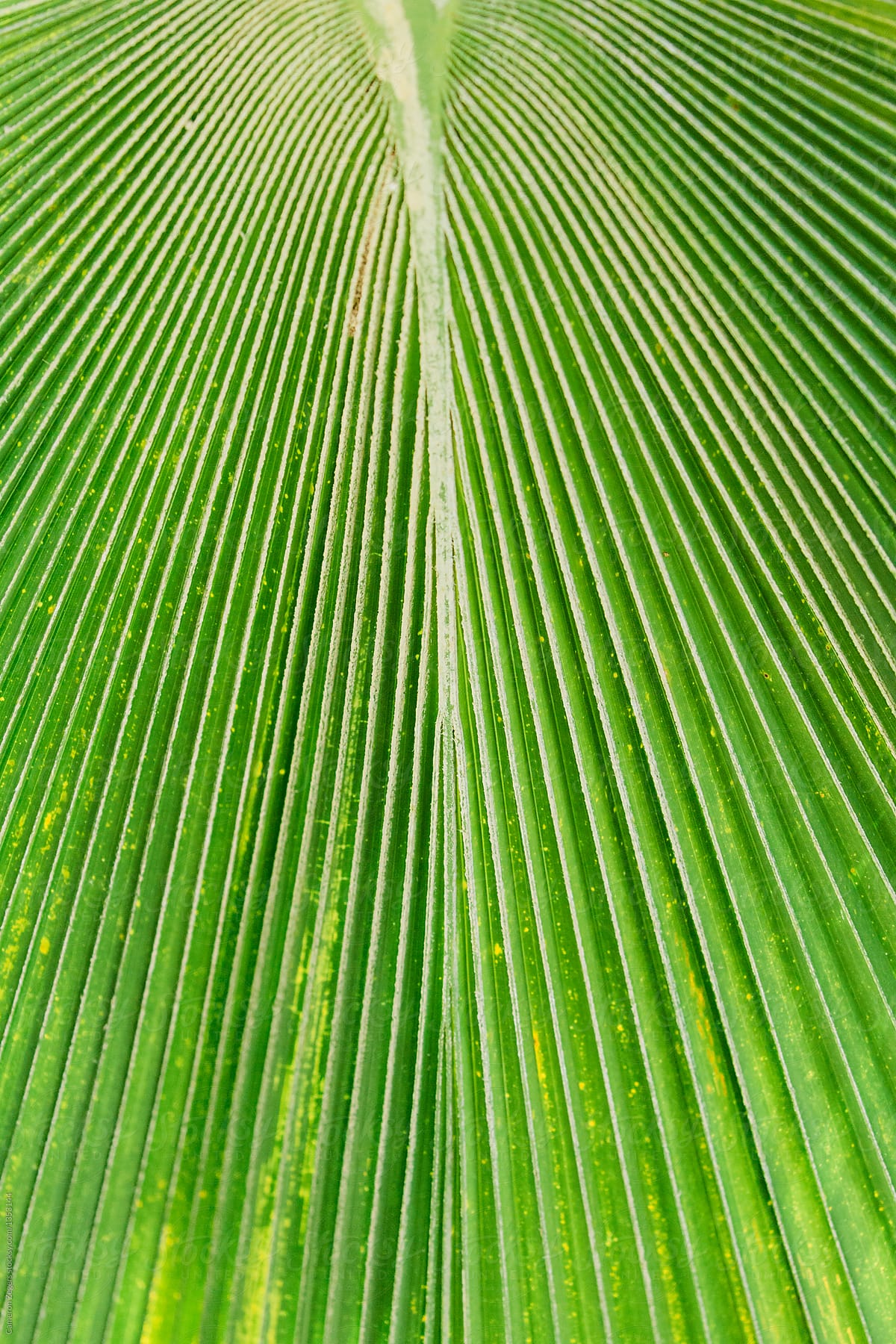 close up of large palm tree leaf