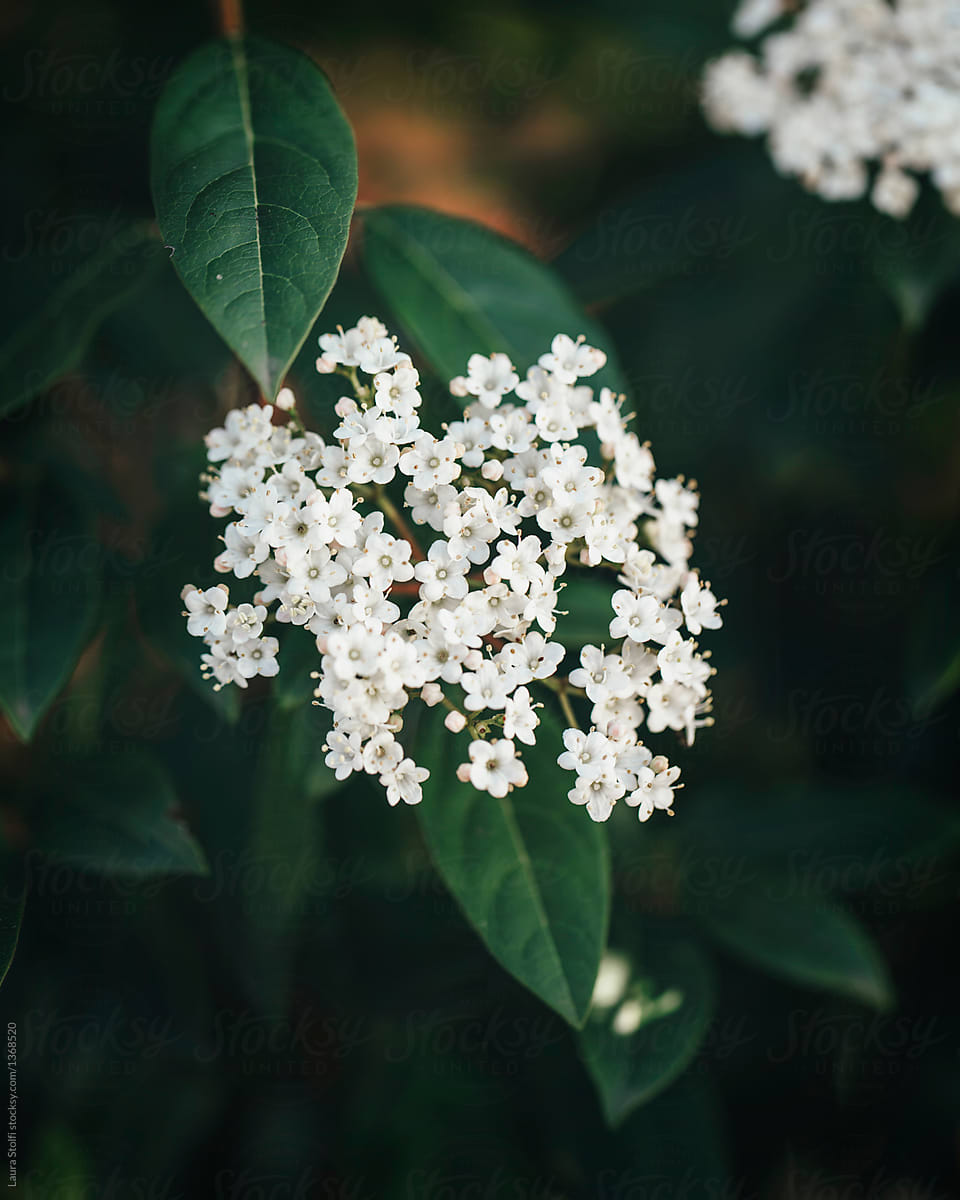 Close up of white tiny flowers cluster in bloom on the plant
