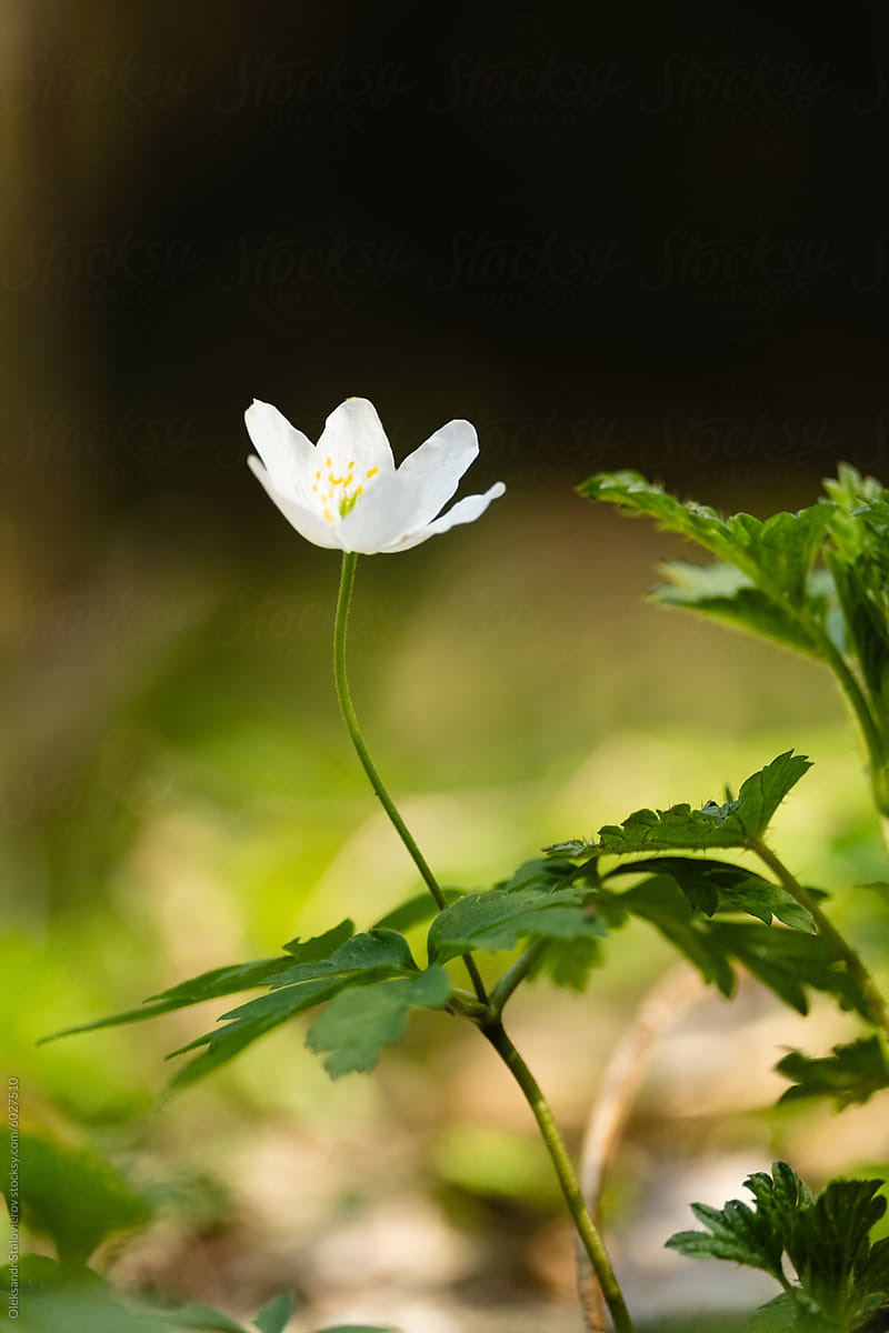 Macro shot white flower in forest.