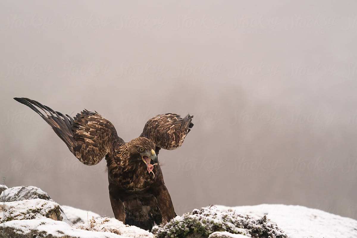 Golden Eagle With Meat In Its Beak