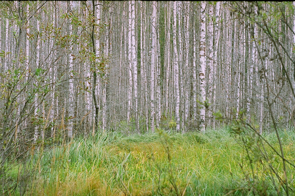 A film photo of russian forrest