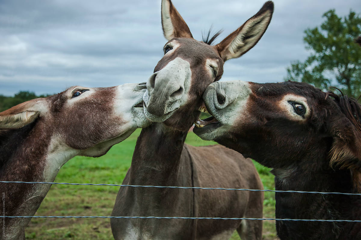 Animal Personalities: Bickering Biting Donkeys