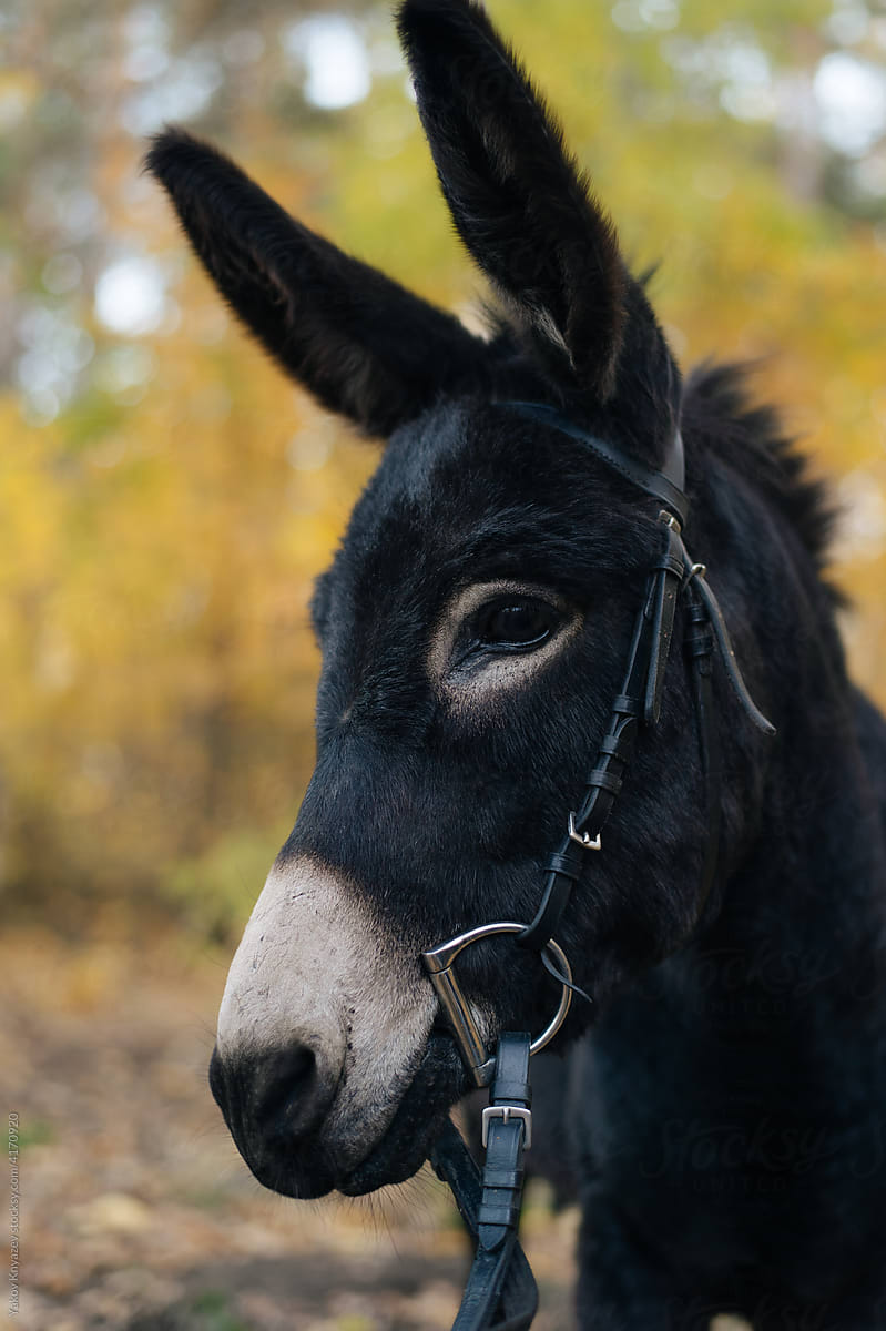close-up portrait of a donkey