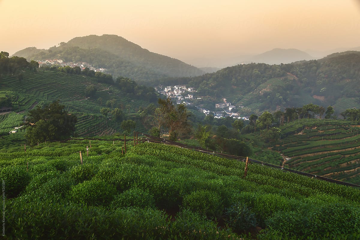 View of Tea Fields in Hangzhou, China