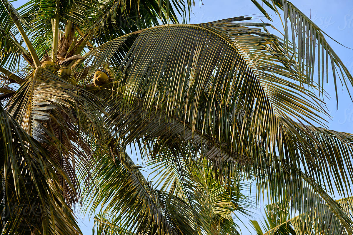 palm leaves, palm plantation, tropical plants