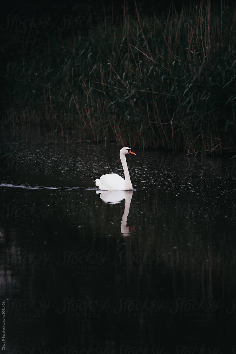 A Swan Swimming In Dark Waters by Cindy