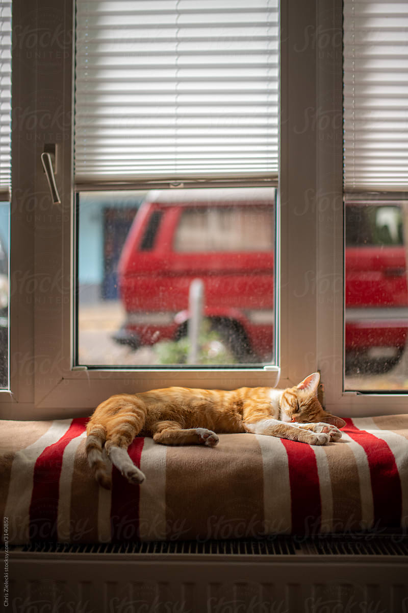 Cat resting on blanket by window