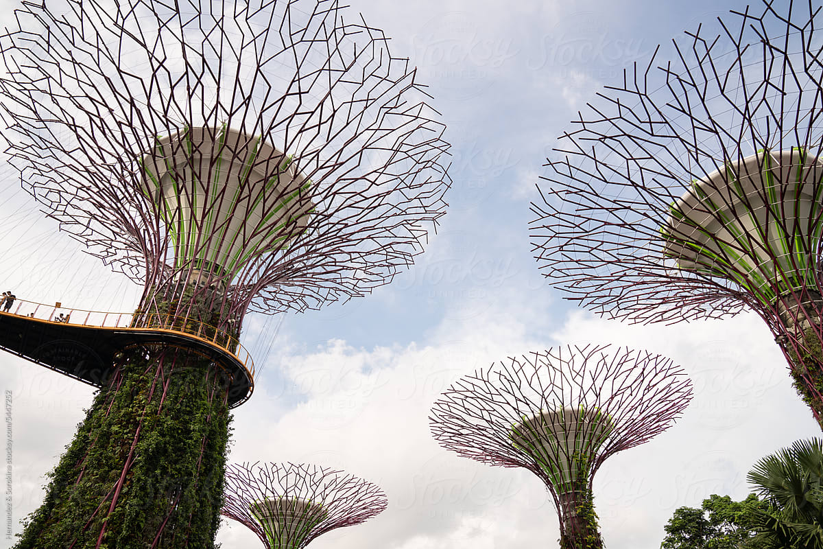View Of Singapore Supertree Grove