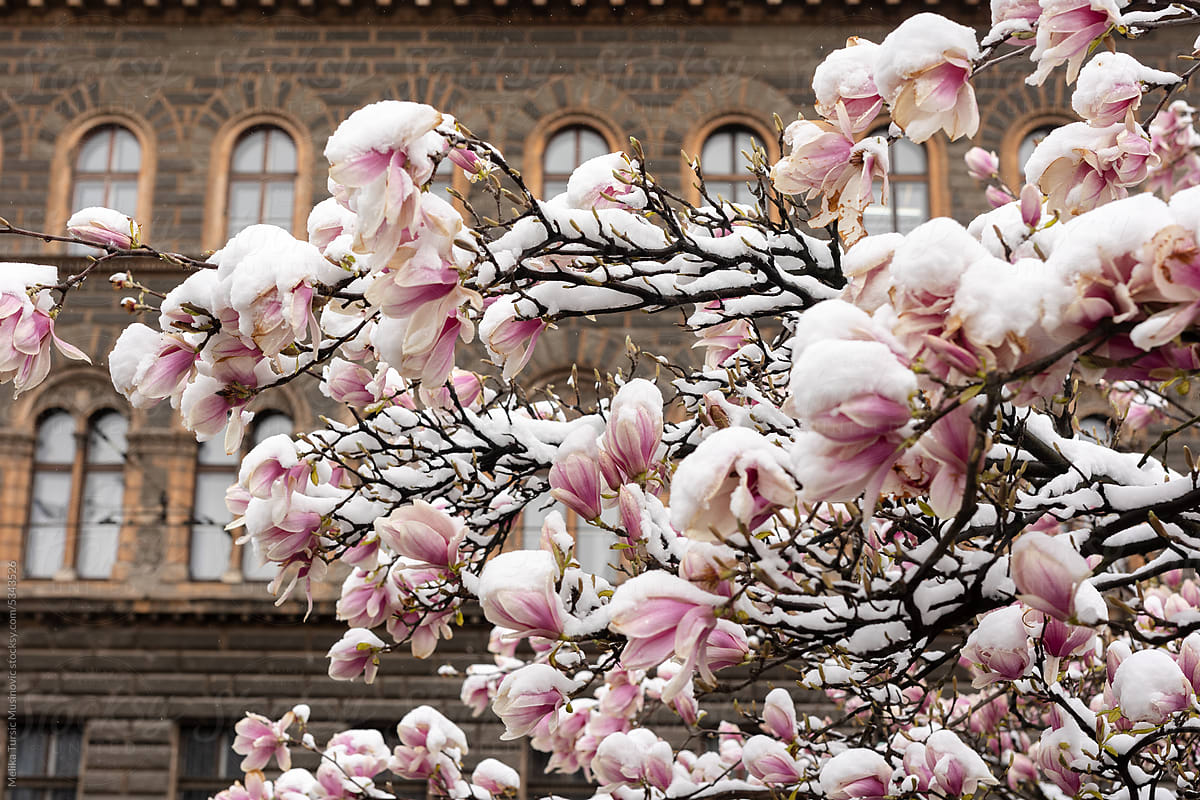 Blossoming pink tree magnolia covered with snow