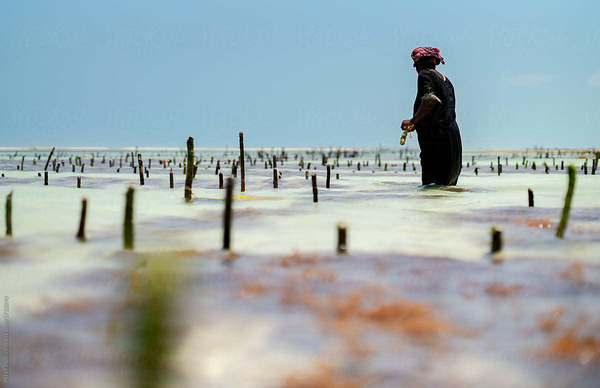A woman growing algae for herbs
