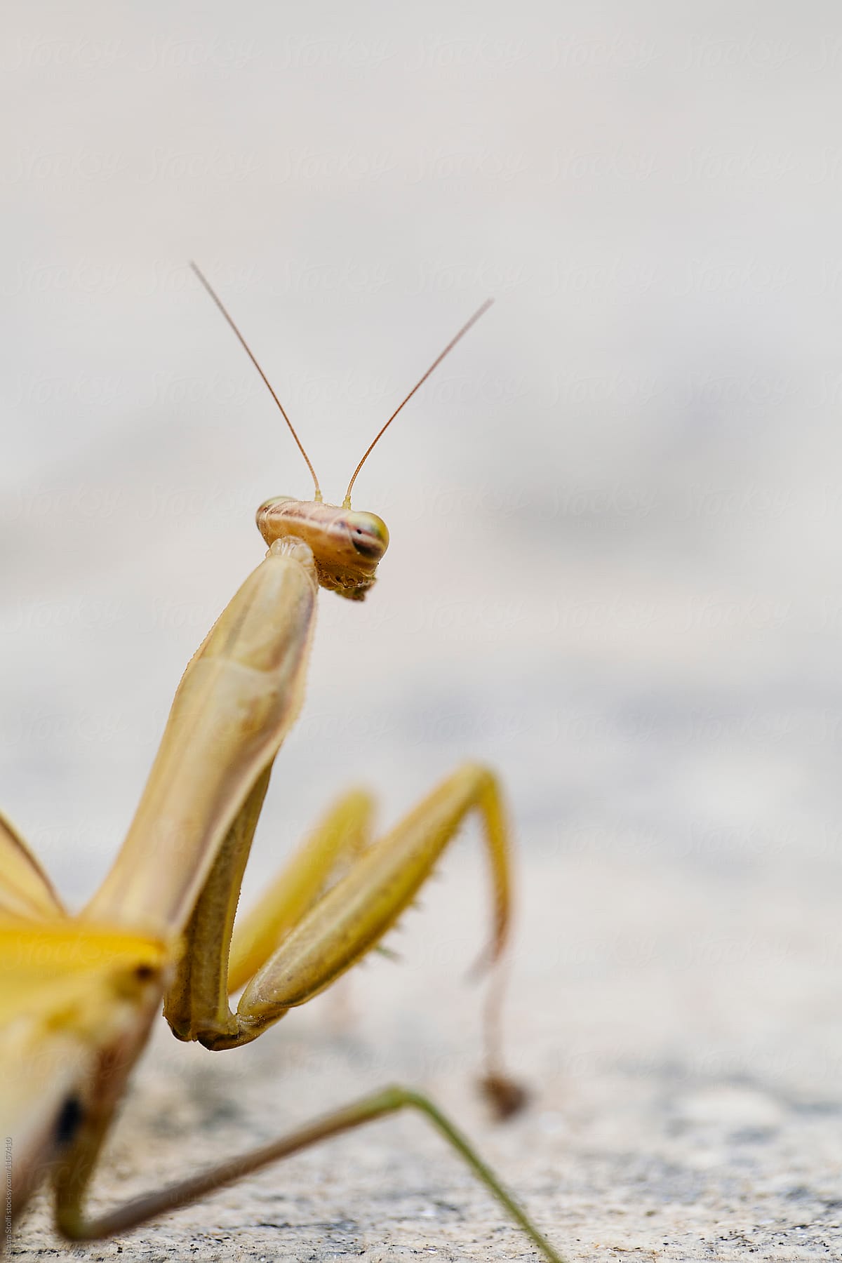 Macro of Mantis seen from behind