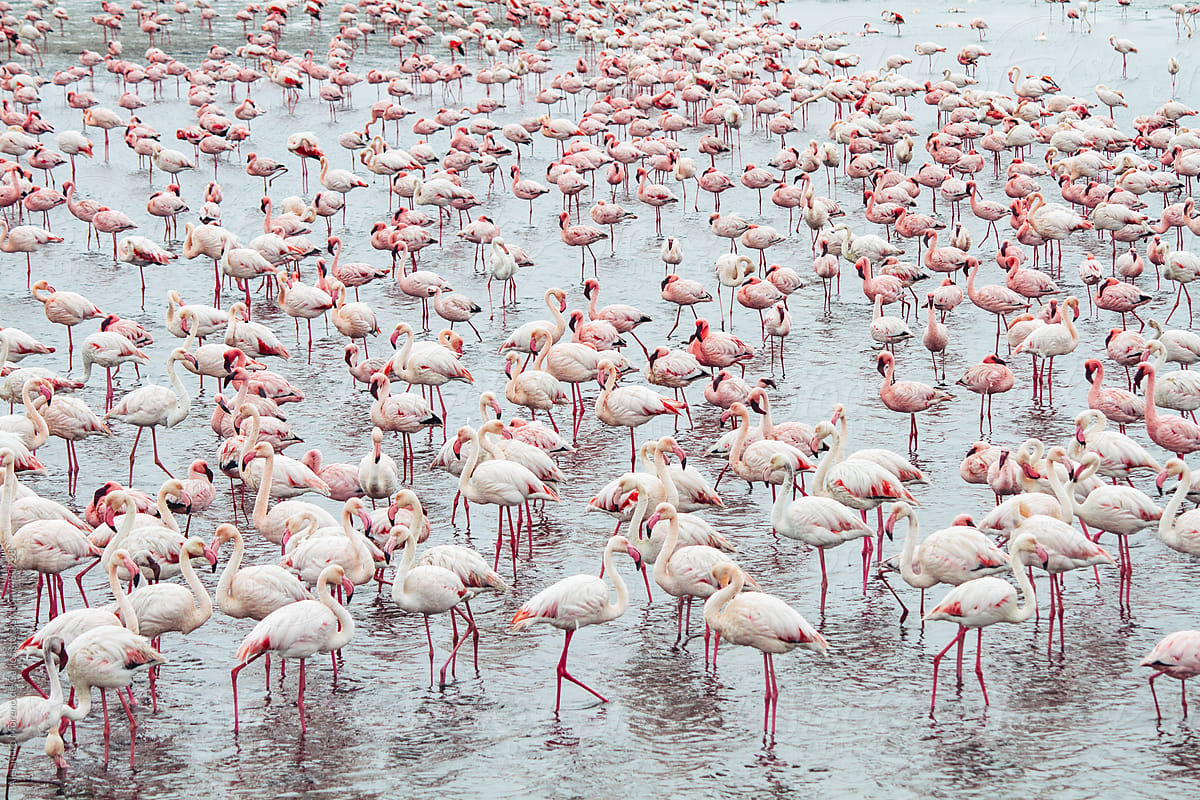 Group of flamingos in a lake