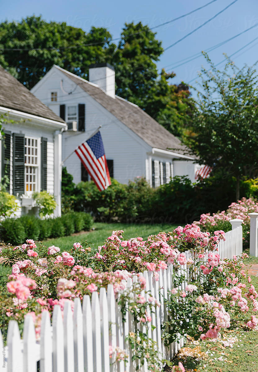 Summer Roses on White Picket Fence in New England